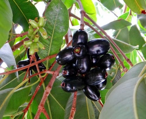iit roorkee scientist made solar cells jamun