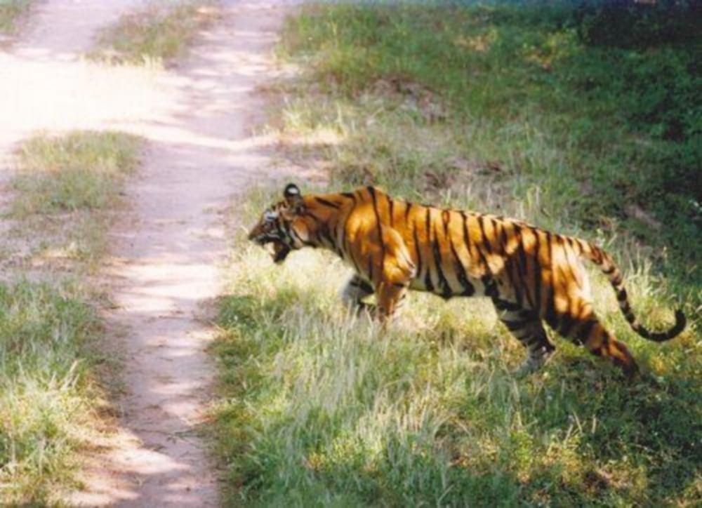 three new tigers will come into rajaji national park from haldwani
