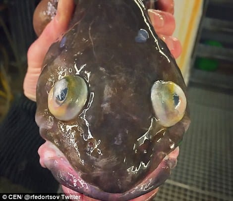 world's UGLIEST fish