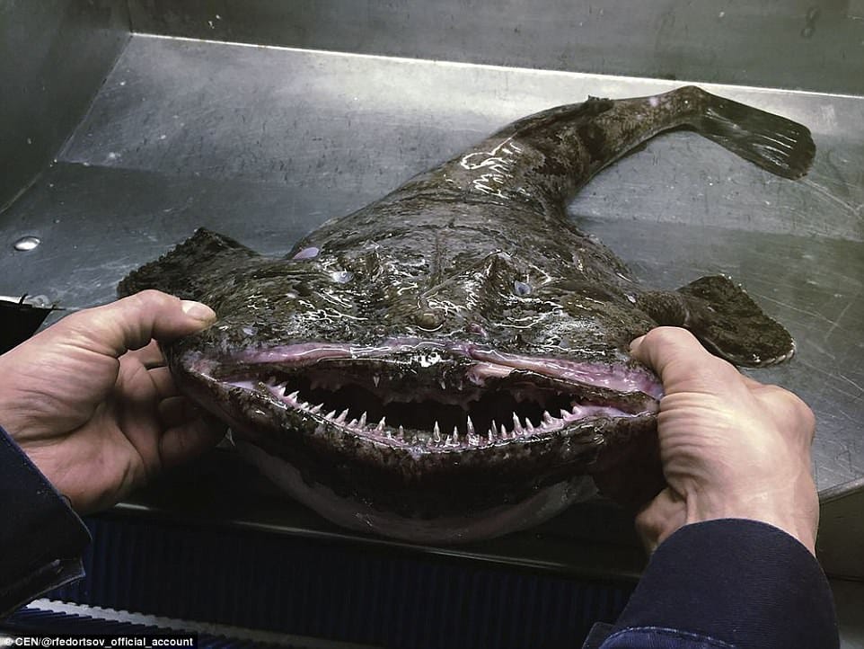 world's UGLIEST fish