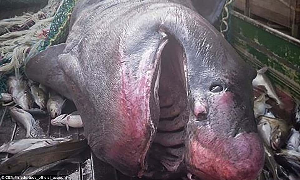 world's UGLIEST fish