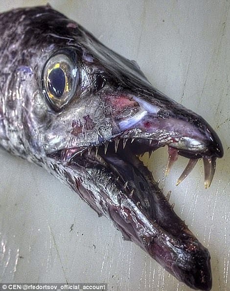 world's UGLIEST fish