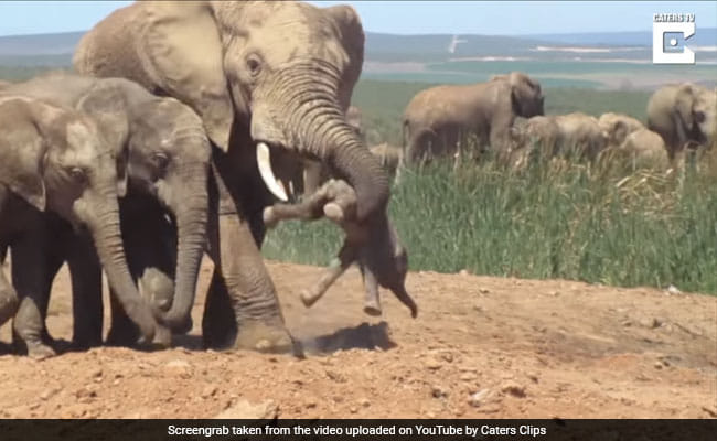 Baby Elephant Tossed Aside By Bull Elephant,show video