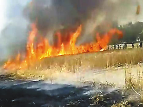 30 beegha wheat crop caught fire