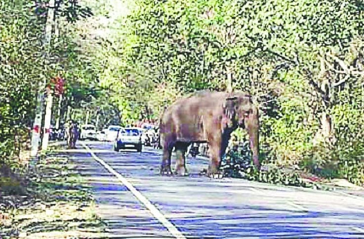 Elephants on the highway, the wheel of stopped vehicles