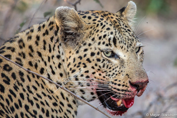 wild animals are getting Dehydration 