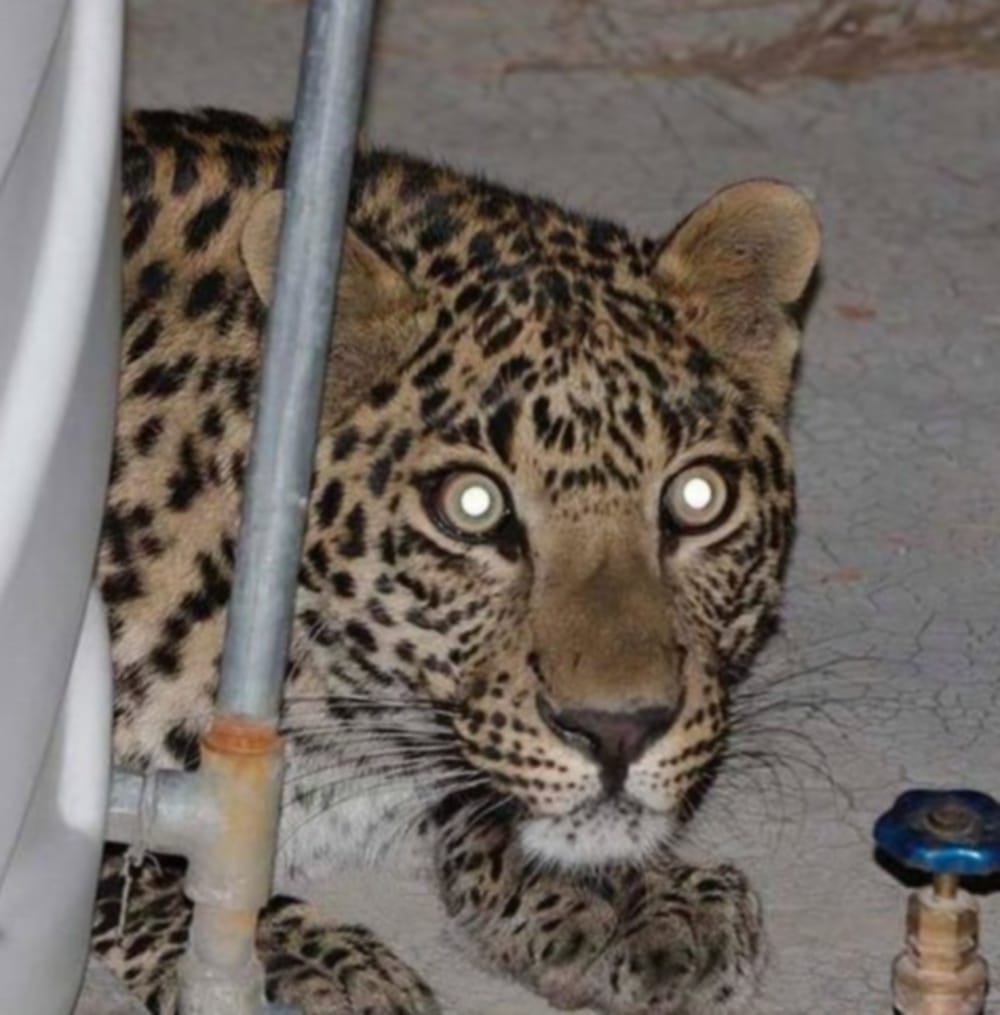  leopard enter school present of students and teachers