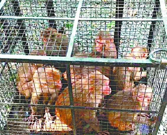 Captured 22 Cuddle Monkeys in Cage