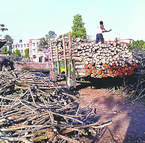 Haryana is getting rich with the papular of Saharanpur
