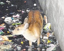 Deer slip to the drain