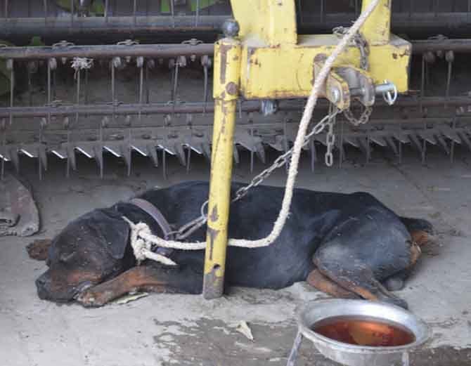 Rottweiler dog killed his care taker in Panipat