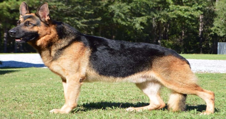 German Shepherd attacked the neighbor owner got fight