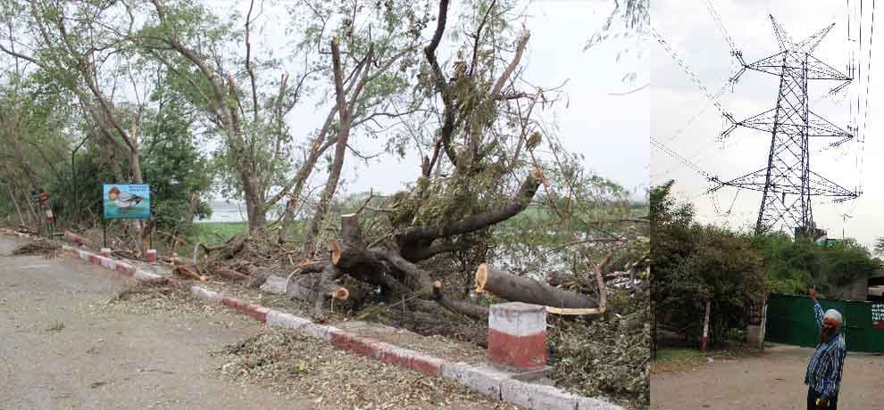 okhla sanctuary facing bad day after storm in noida 