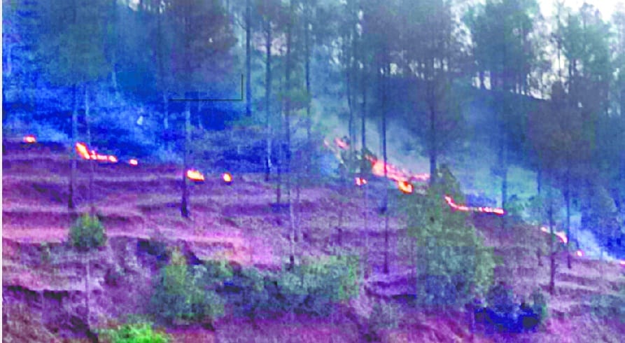 Opened fire in the goldsmith's forest
