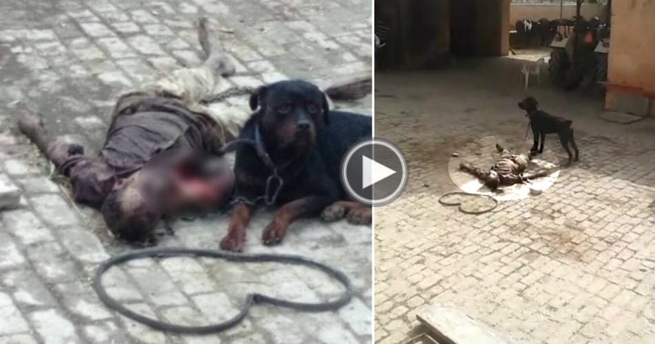Rottweiler dog killed his care taker in Panipat