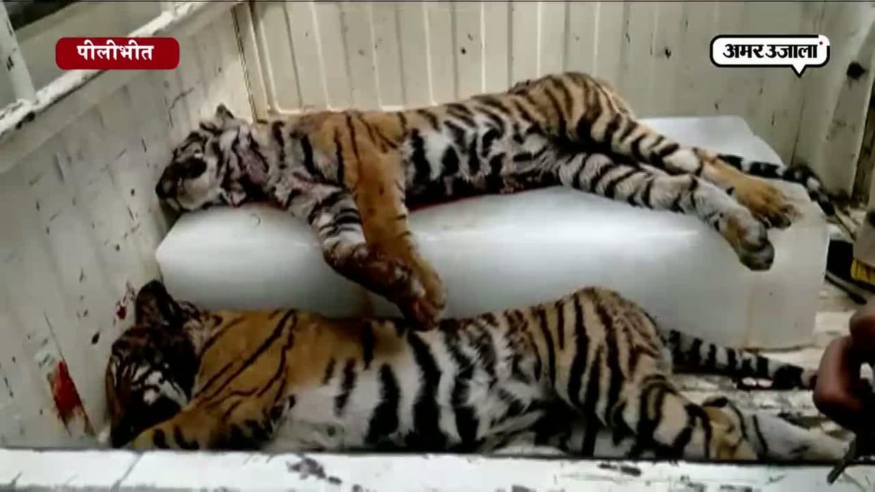 Tigress died due to ill health