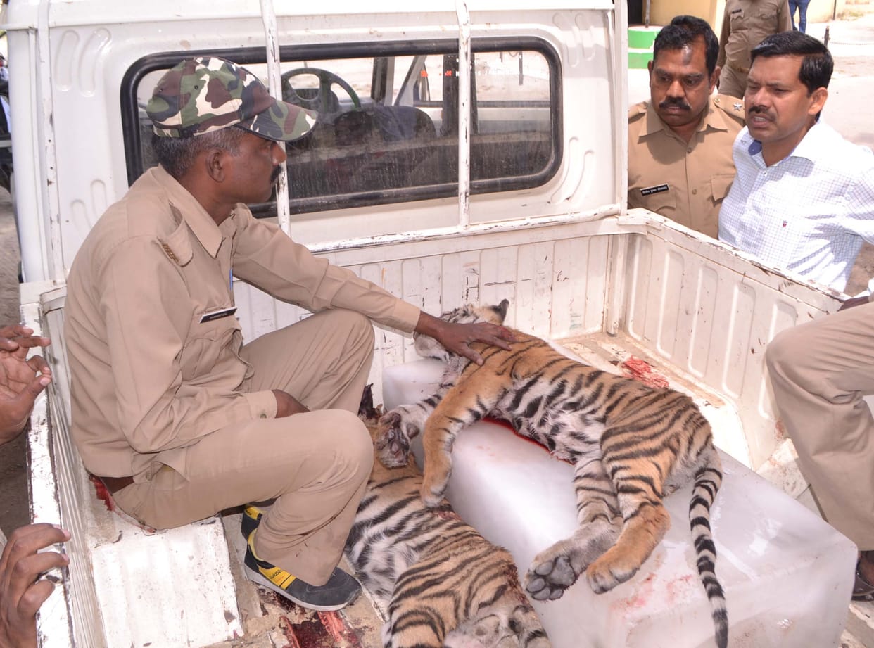 Tiger killed two cubs
