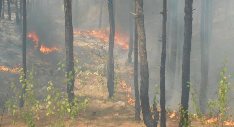 Fire extinguishing pine forest