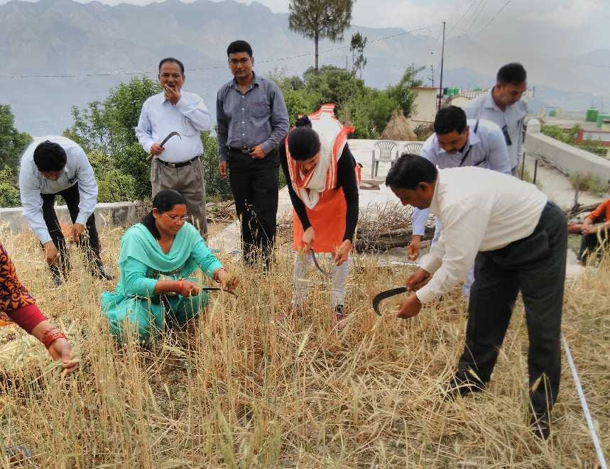 DM wheat harvesting with women