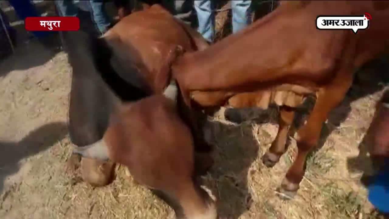 मथुरा बीमार गाय