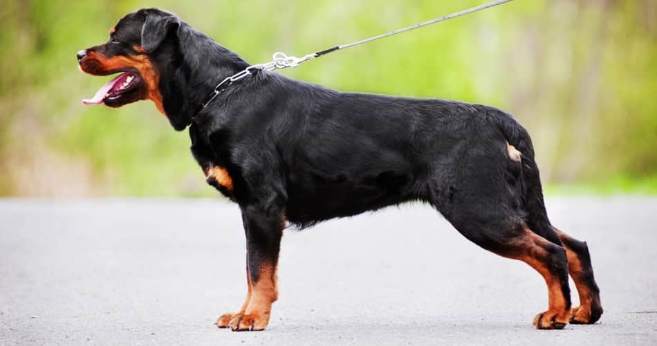 be aware of Rottweiler breed dogs, things to know about rottweiler dog