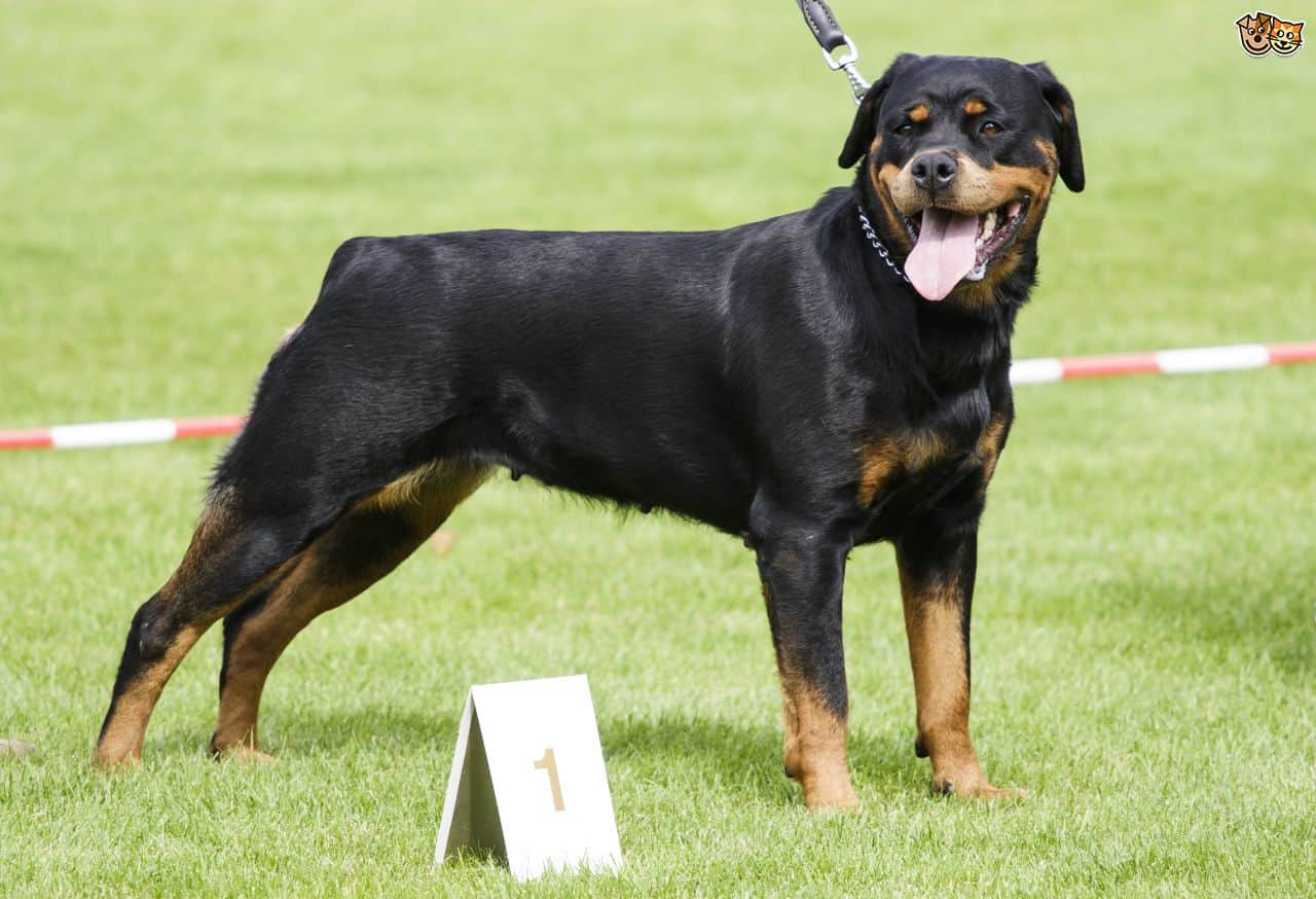 be aware of Rottweiler breed dogs, things to know about rottweiler dog