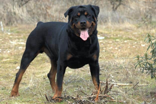 be aware of Rottweiler breed dogs, things to know about rottweiler dog
