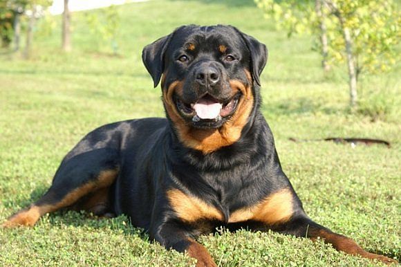 Rottweiler dog store training in hindi