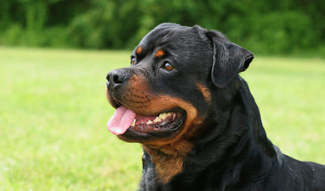 be aware of Rottweiler breed dogs, things to know about rottweiler dog