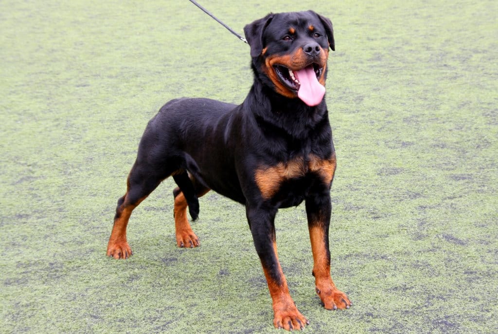 5 most dangerous dog breed of the world
