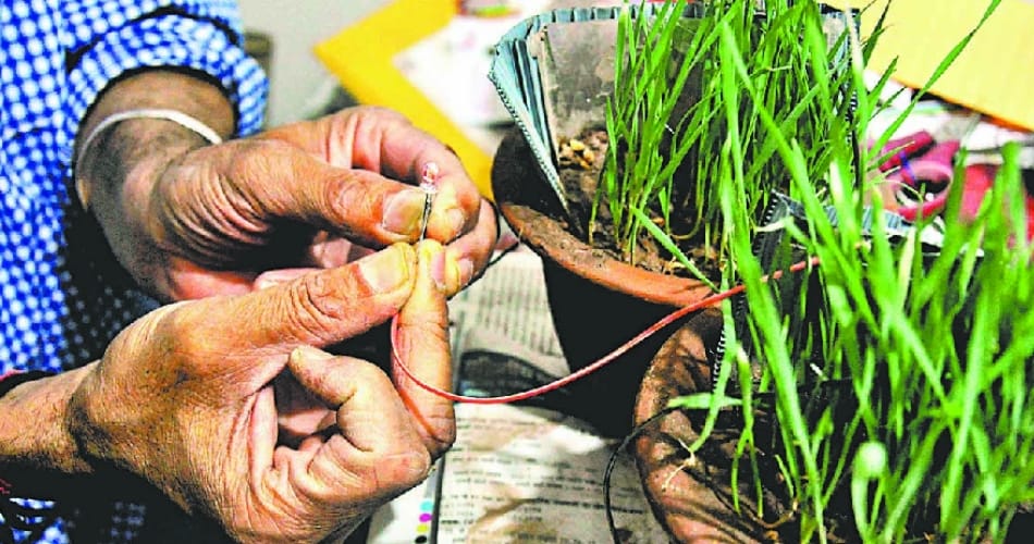 panchkula science lecturer sandeep tripathi invented technique to produce electricity from plant