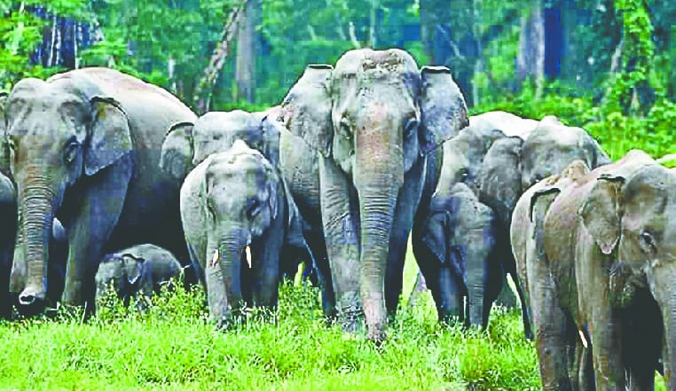 Number of elephants will know from dung