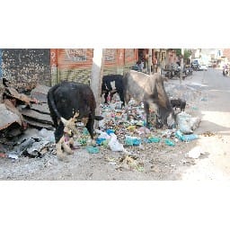 city cleaness ranking 108 increase