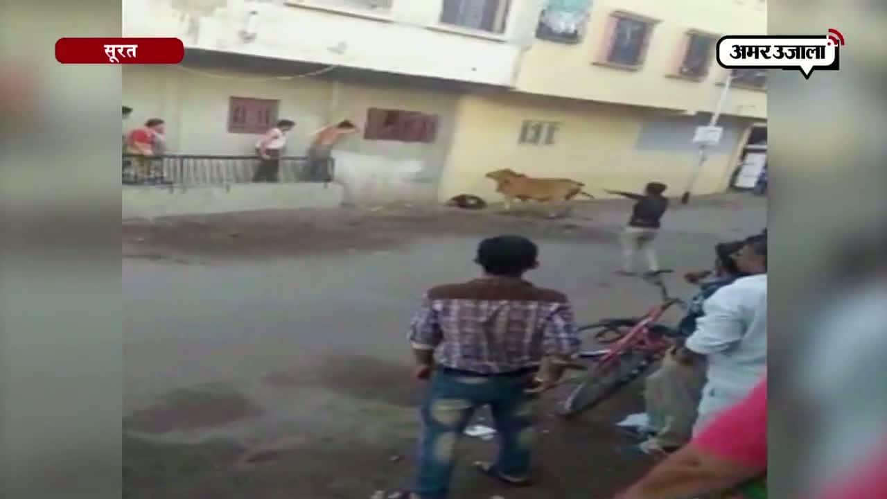 गाय ने युवक को गिरा-गिरा कर मारा