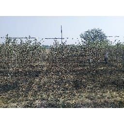fire, orchard,charkhidadri,farmer