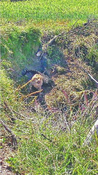 guldar died due to stuck in Thorn wire