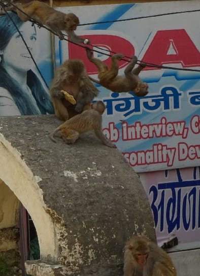 From the house to the market, the monkeys problum
