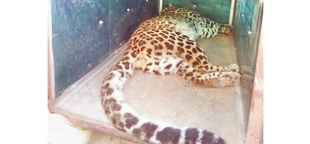 Leopard enters bedroom of Shimla resident, caught