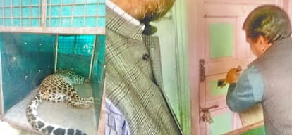 Leopard enters bedroom of Shimla resident, caught