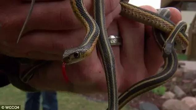 Women baffled with 100 snakes in her new home