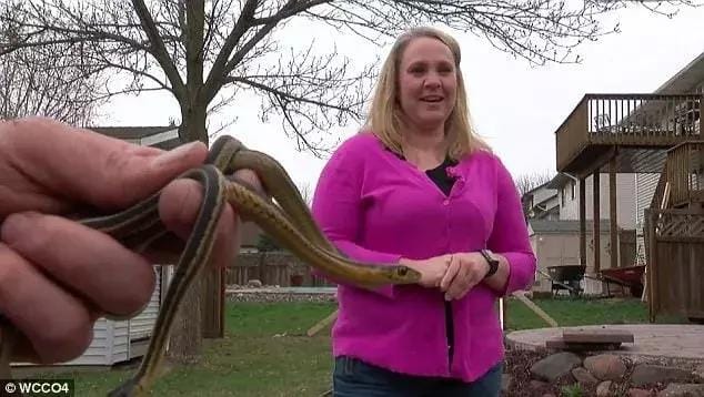Women baffled with 100 snakes in her new home