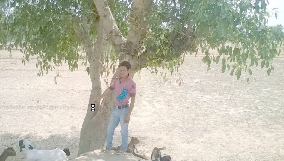 Milk found hanging on tree