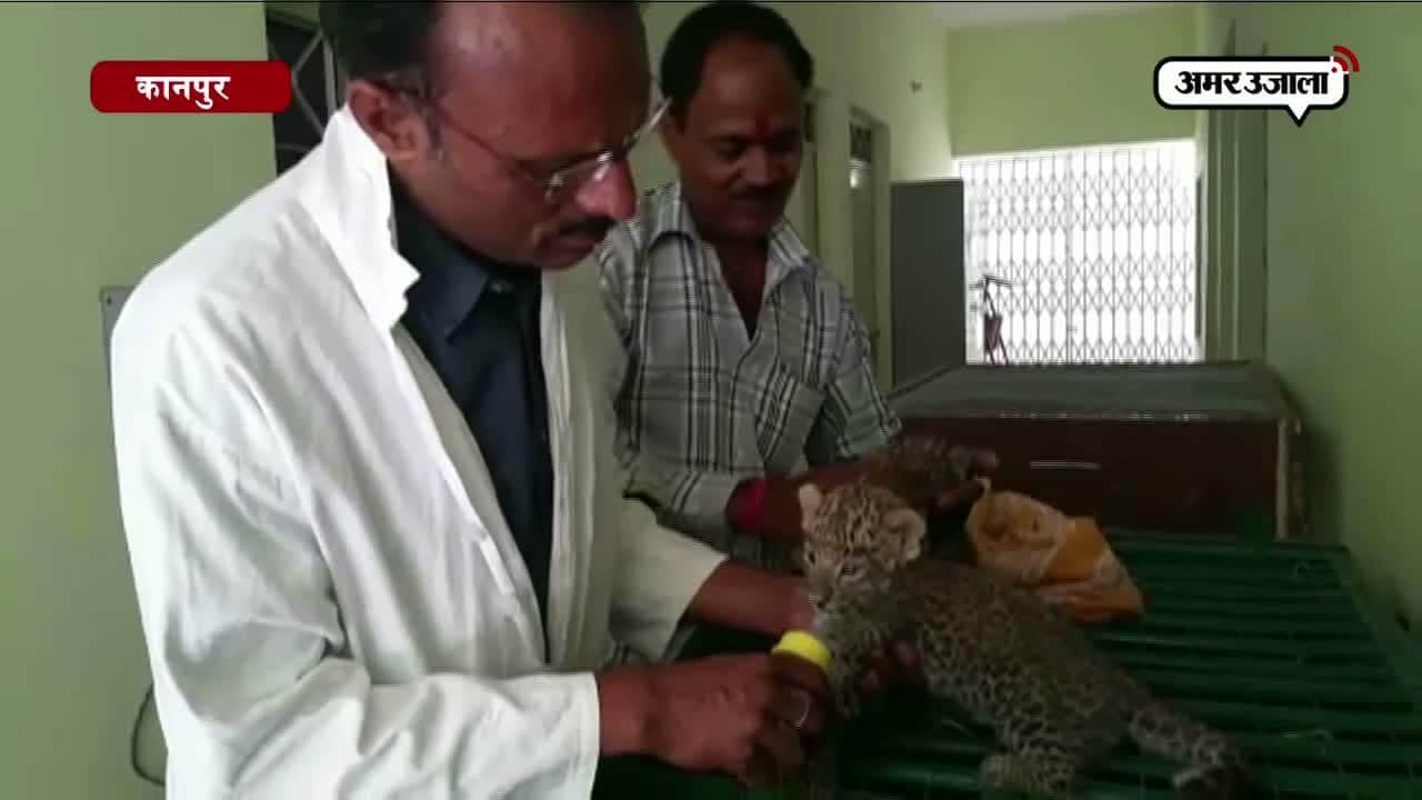 कानपुर दो नन्हें तेंदुए