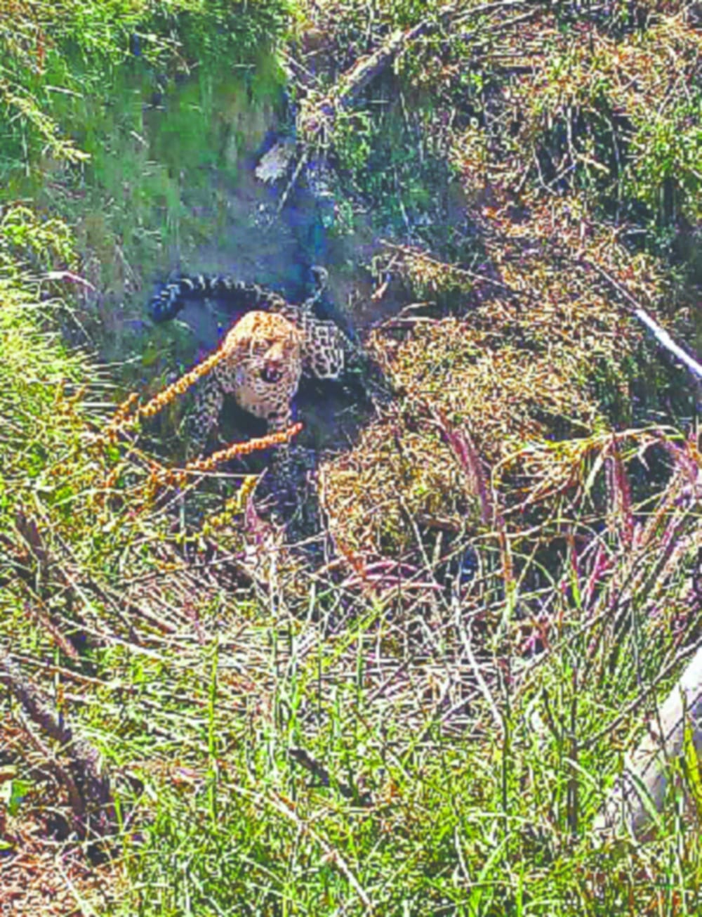 leopard dead after Trapped in a thorn wire