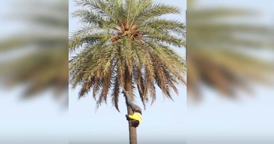 man loves climbing on tree