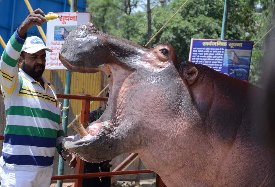 hippopotamus in asiad circus at dehradun