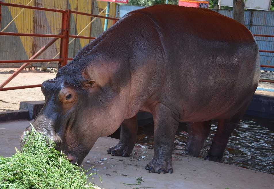 hippopotamus in asiad circus at dehradun
