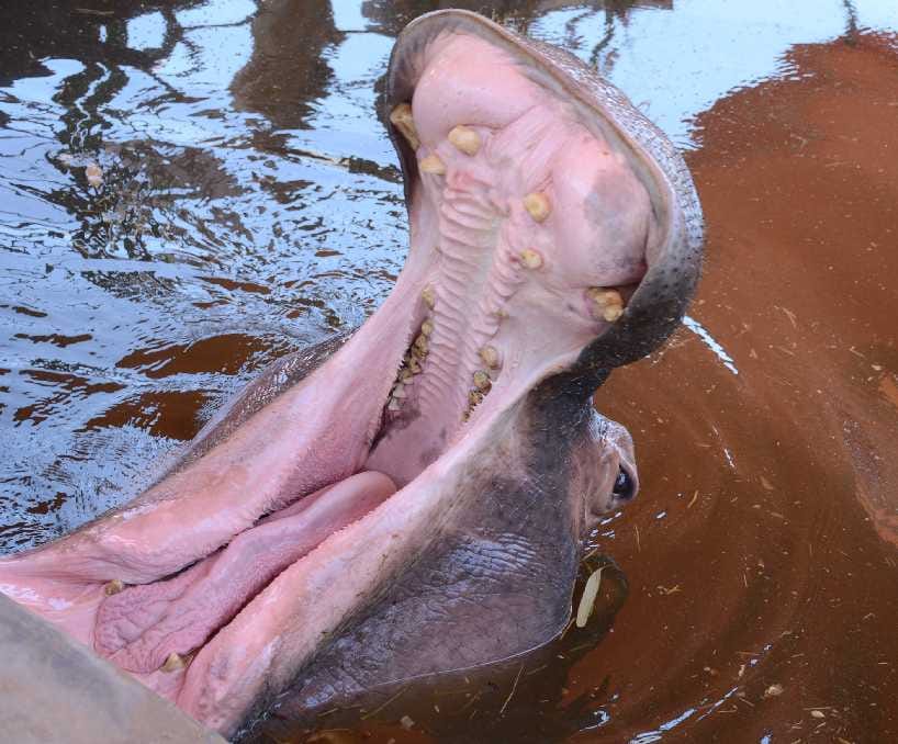 hippopotamus in asiad circus at dehradun