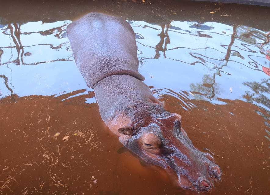 hippopotamus in asiad circus at dehradun