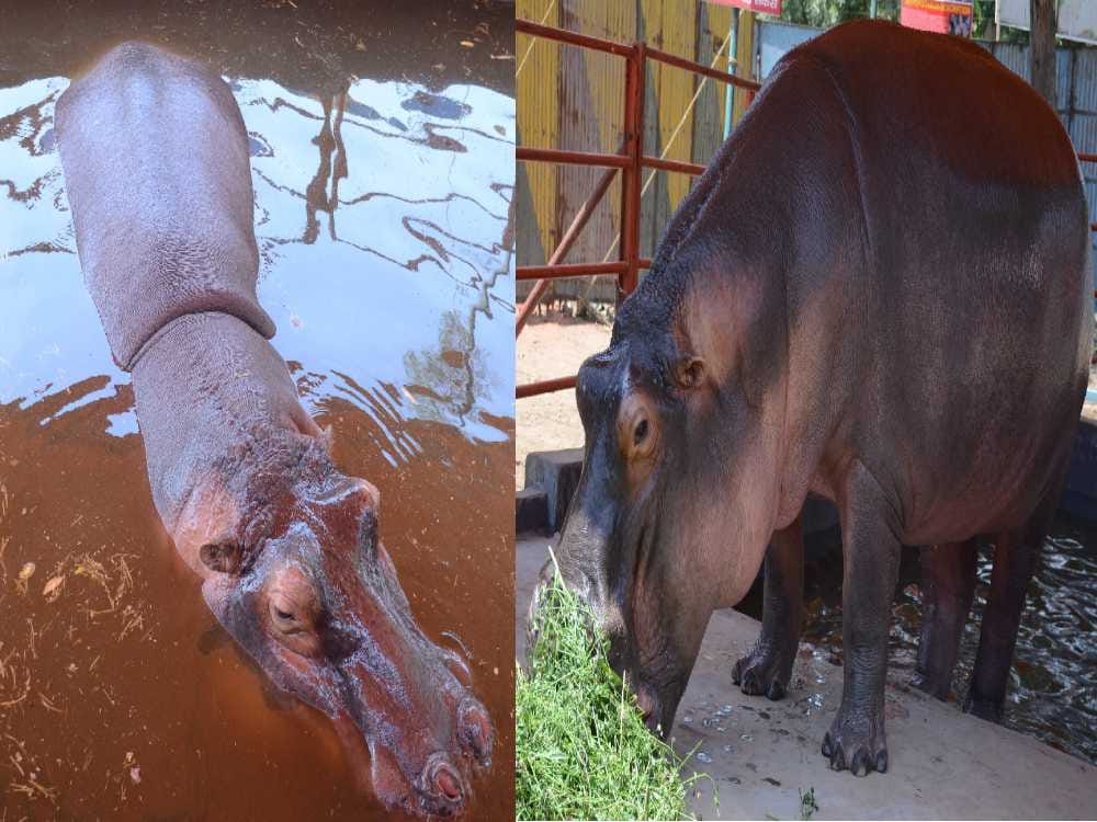 hippopotamus in asiad circus at dehradun